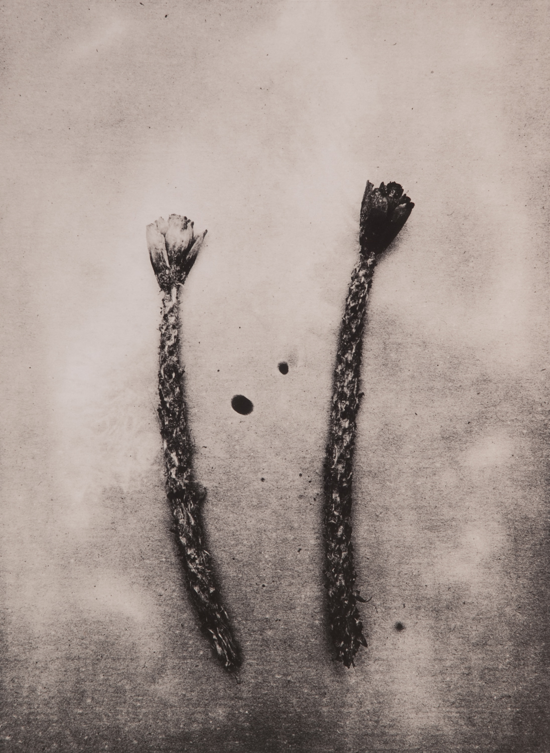 z cyklu bez tytułu, nr neg. 1144/3